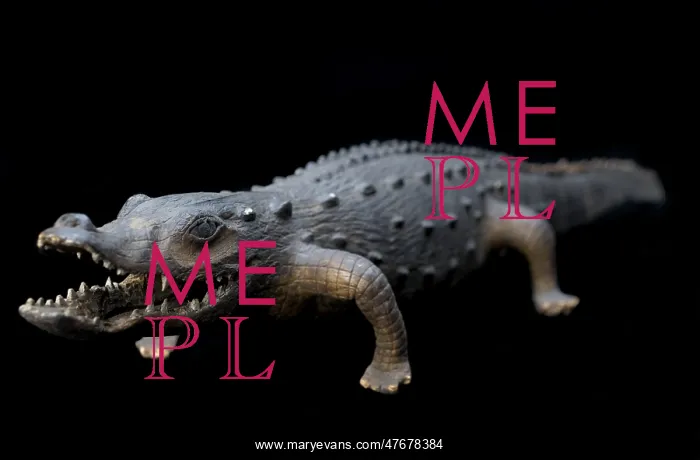 : Apothecary's Model Alligator, 19th Century : Apothecary's Model Alligator, 19th Century