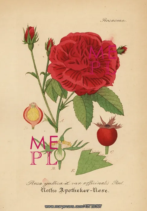 : Apothecary's rose or crimson damask rose : Apothecary's rose or crimson damask rose