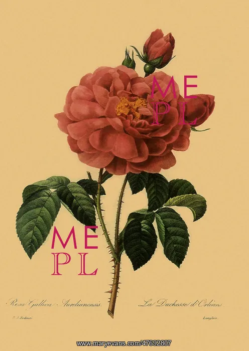 : Apothecary's Rose or Rose of Provins : Apothecary's Rose or Rose of Provins
