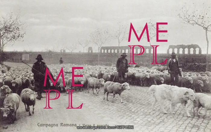 : Appian Way - Rome - Sheep herded along the road : Appian Way - Rome - Sheep herded along the road