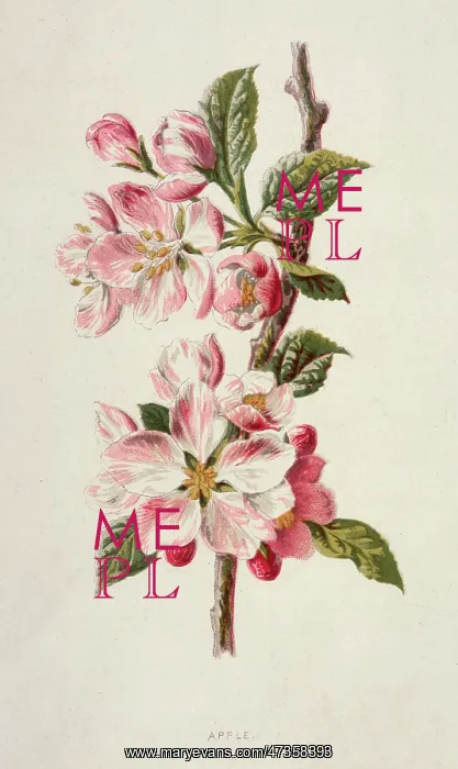  : APPLE BLOSSOM 19C