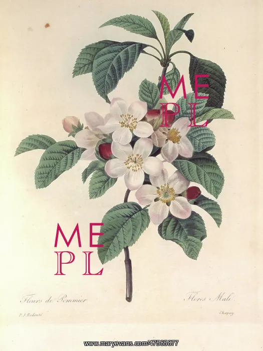 : Apple blossom : Apple blossom