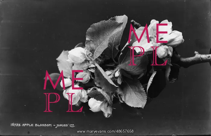 : Apple Blossom : Apple Blossom