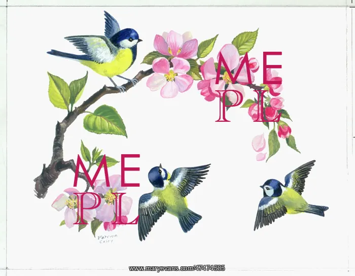  : Apple Blossom and Blue Tits