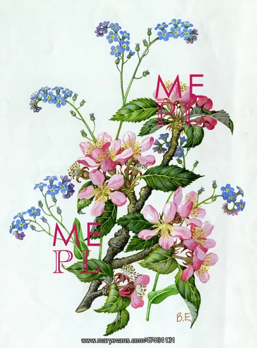  : Apple blossom and forget-me-nots