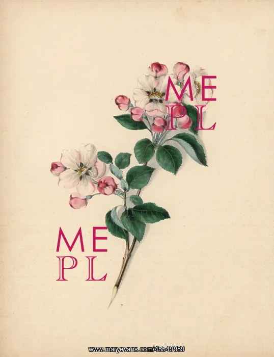 : Apple blossom, Pyrus malus : Apple blossom, Pyrus malus