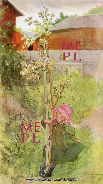  : Apple Blossoms
