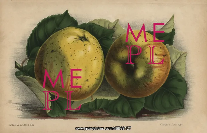 : Apple cultivar, Schoolmaster, Malus domestica : Apple cultivar, Schoolmaster, Malus domestica