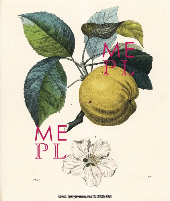 : Apple fruit and blossom, Malus domestica : Apple fruit and blossom, Malus domestica