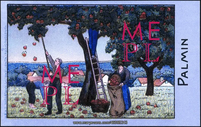: Apple harvest : Apple harvest