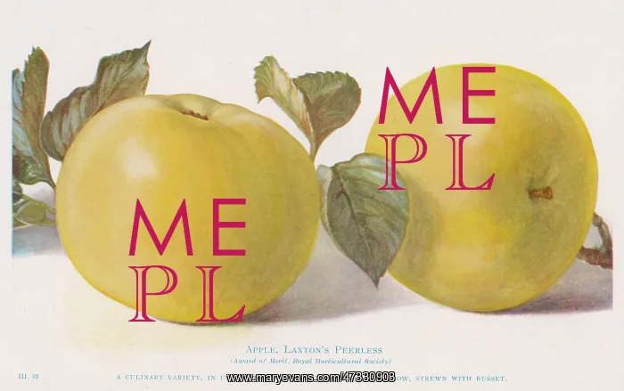  : APPLE / LAXTON'S PEERLESS