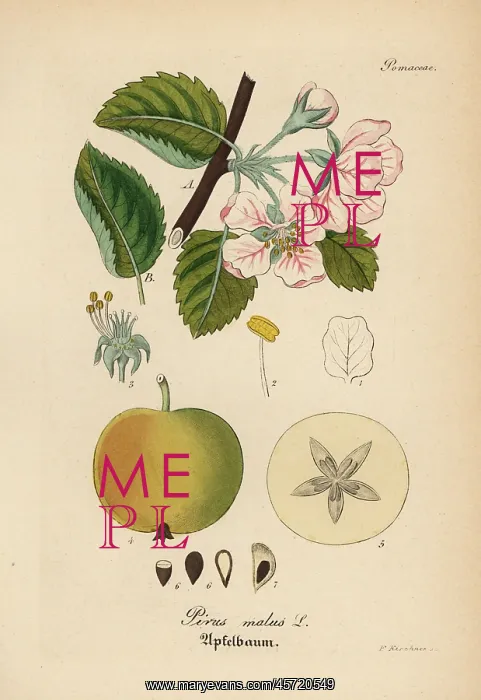 : Apple, Malus domestica : Apple, Malus domestica