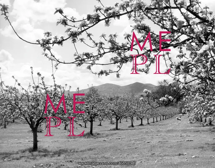 : APPLE ORCHARD : APPLE ORCHARD