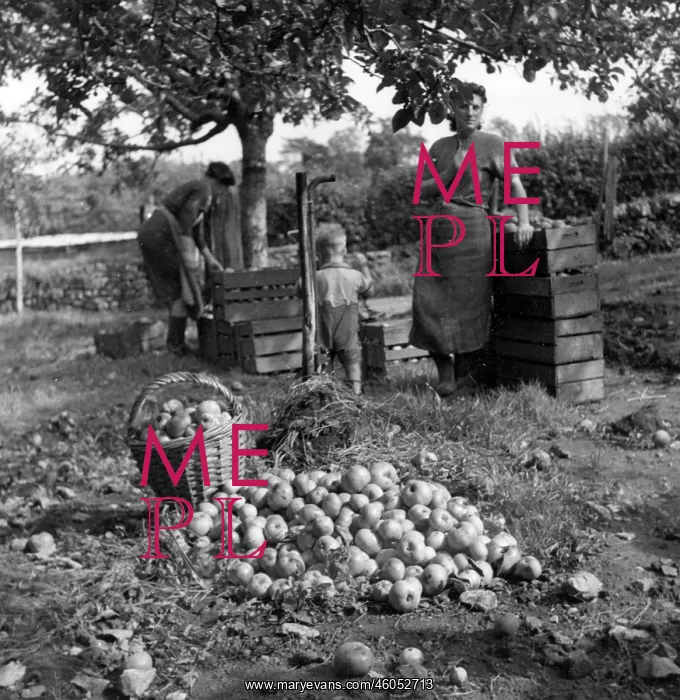  : Apple pickers