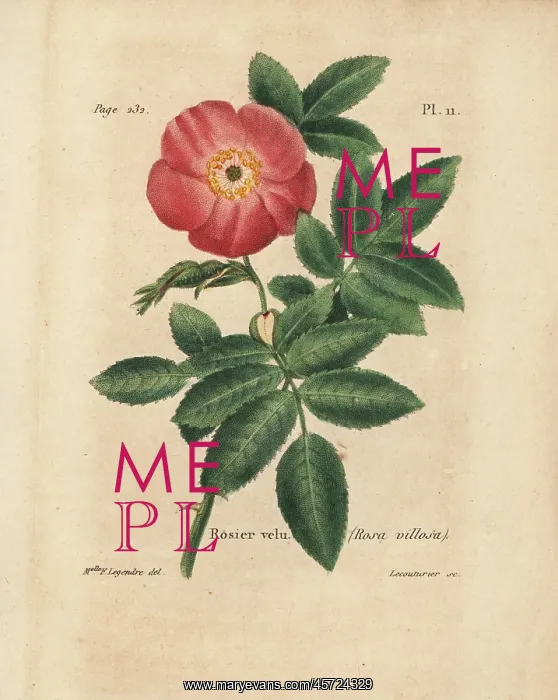 : Apple rose, Rosa villosa : Apple rose, Rosa villosa