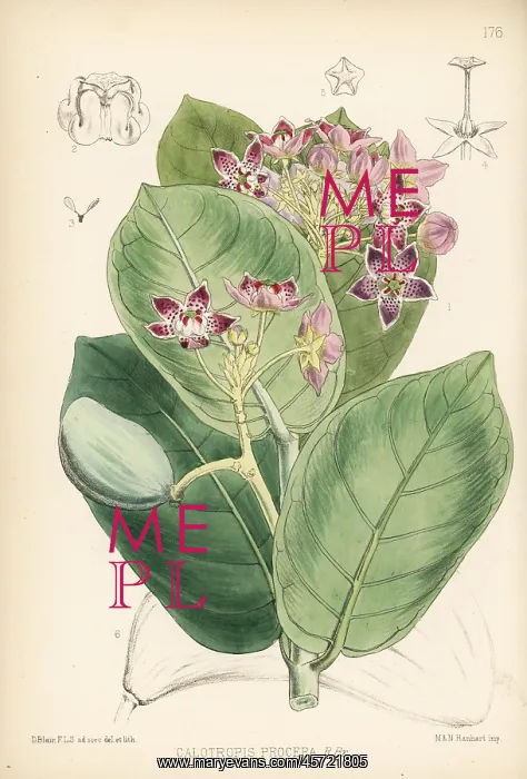: Apple of Sodom, Calotropis procera : Apple of Sodom, Calotropis procera