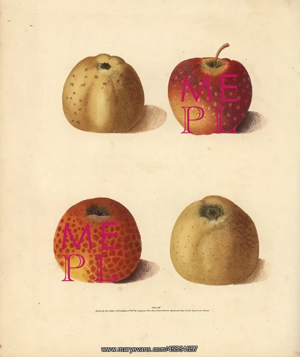 : Apple varieties, Malus domestica : Apple varieties, Malus domestica
