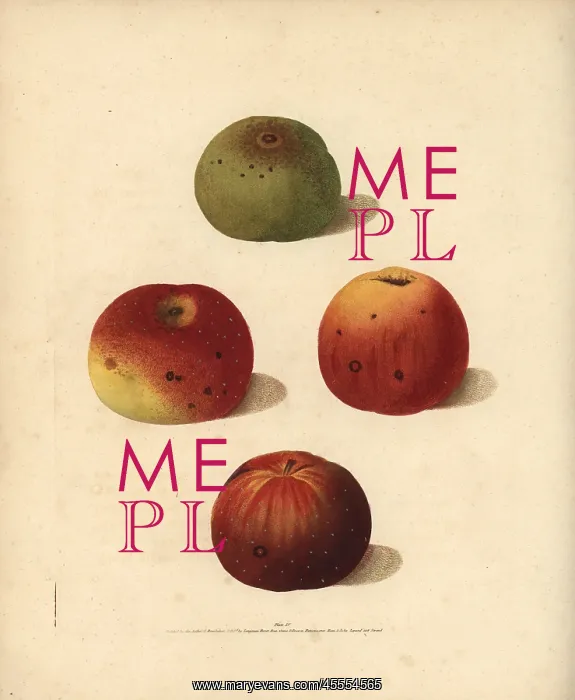 : Apple varieties, Malus domestica : Apple varieties, Malus domestica