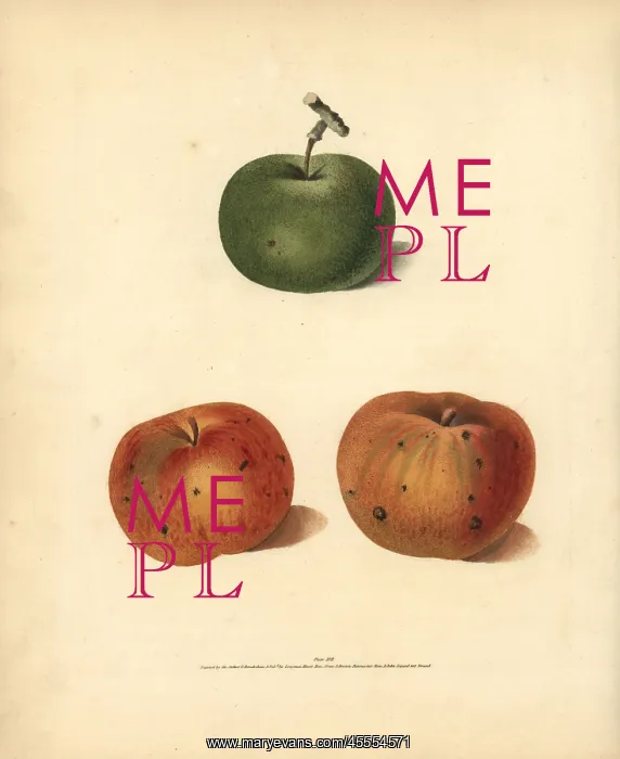 : Apple varieties, Malus domestica : Apple varieties, Malus domestica