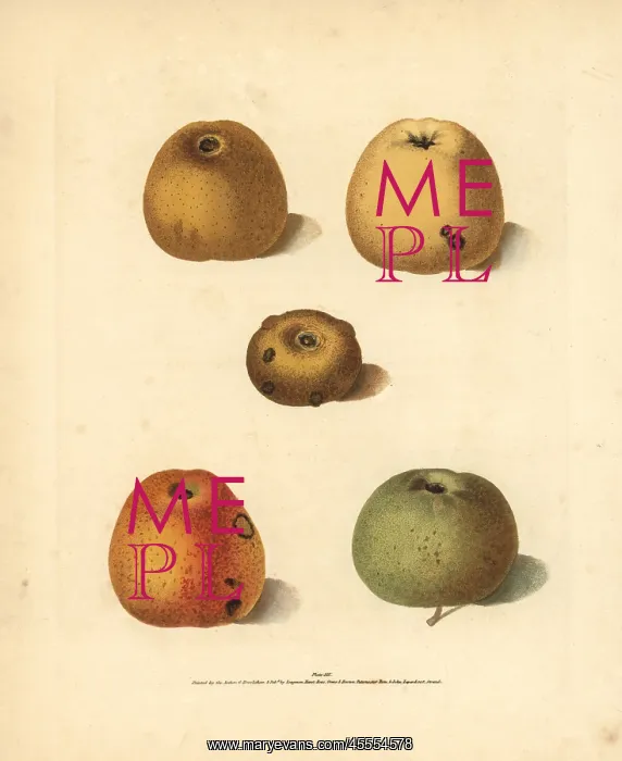 : Apple varieties, Malus domestica : Apple varieties, Malus domestica