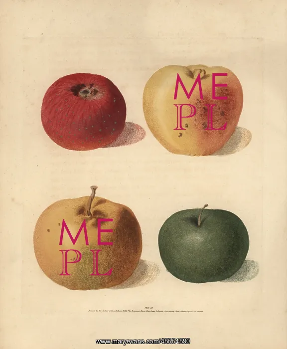 : Apple varieties, Malus domestica : Apple varieties, Malus domestica