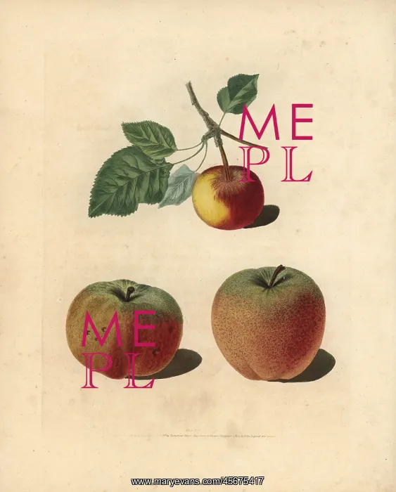 : Apple varieties, Malus domestica : Apple varieties, Malus domestica