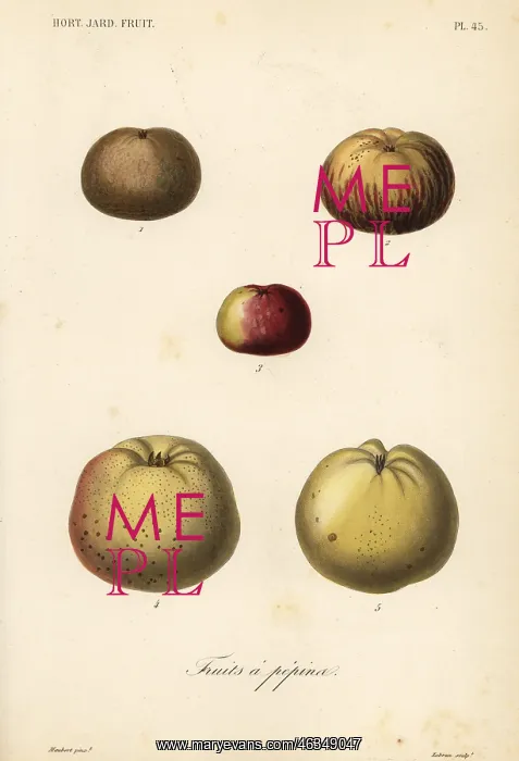: Apple varieties, Malus pumila : Apple varieties, Malus pumila