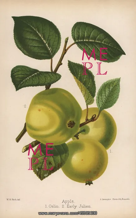 : Apple varieties: Oslin and Early Julien, Malus domestica : Apple varieties: Oslin and Early Julien, Malus domestica