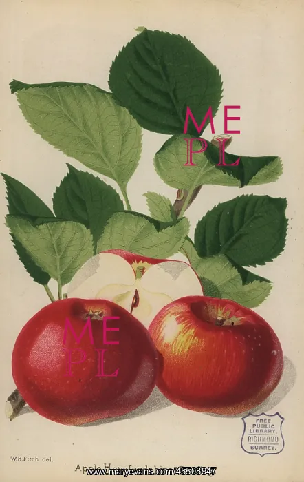 : Apple variety, Herefordshire Beefing, Malus domestica : Apple variety, Herefordshire Beefing, Malus domestica