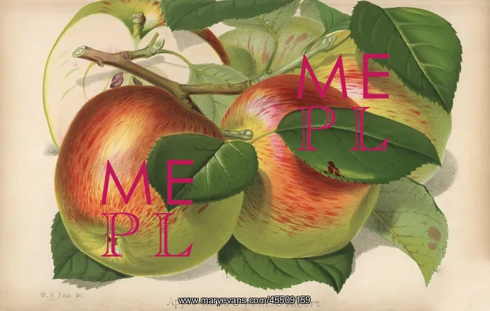  : Apple variety, Lane's Prince Albert, Malus domestica
