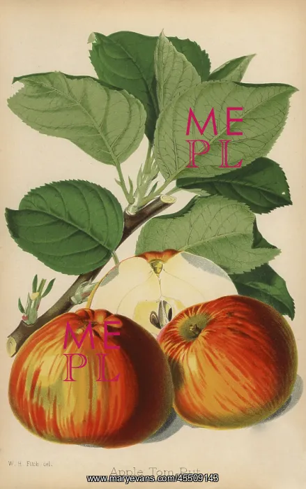 : Apple variety, Tom Put, Malus domestica : Apple variety, Tom Put, Malus domestica