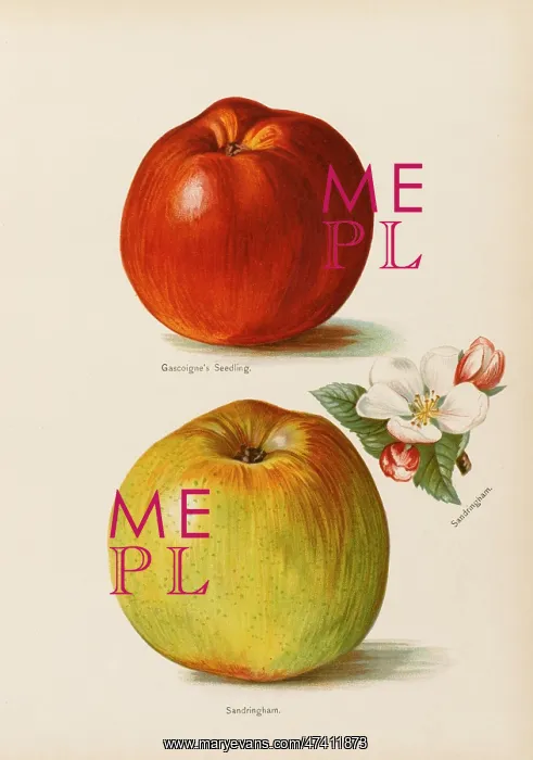  : APPLES. Gascoigne's Seedling Sandringham, with blossom