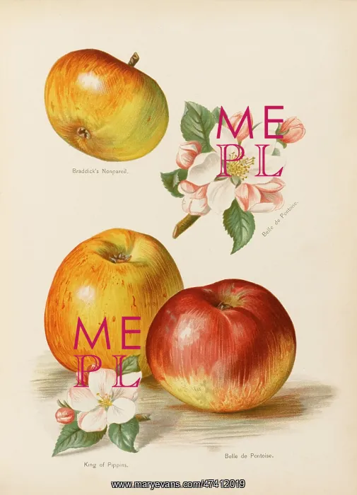 : APPLES. Braddick's Nonpareil King of Pippins Belle de Pontoise, with blossom : APPLES. Braddick's Nonpareil King of Pippins Belle de Pontoise, with blossom