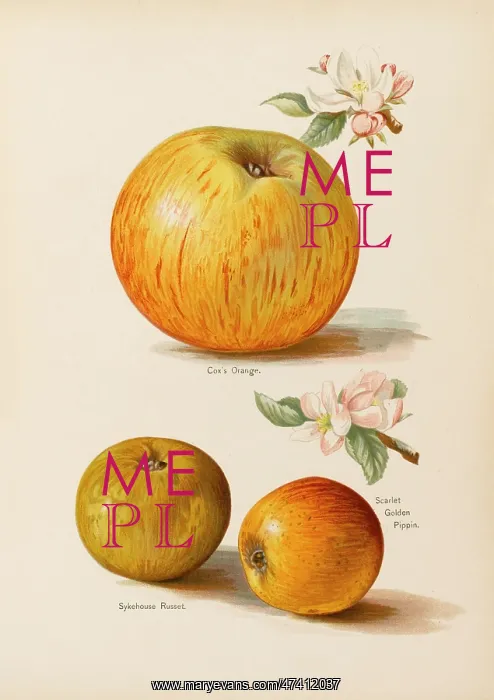  : APPLES. Cox's Orange Sykehouse Russet Scarlet Golden Pippin