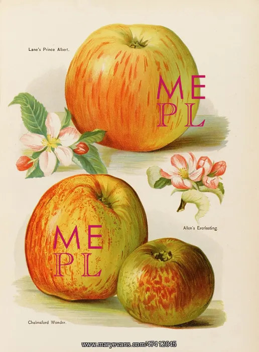 : APPLES. Lane's Prince Albert with blossom Chelmsford Wonder Allen's Everlasting : APPLES. Lane's Prince Albert with blossom Chelmsford Wonder Allen's Everlasting