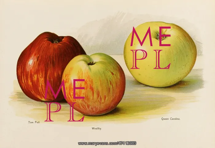  : APPLES. Tom Putt Wealthy Queen Caroline