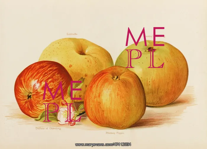 : APPLES. Duchess of Oldenburg Ribstone Pippin (behind) Ecklinville Bramley's Seedling : APPLES. Duchess of Oldenburg Ribstone Pippin (behind) Ecklinville Bramley's Seedling