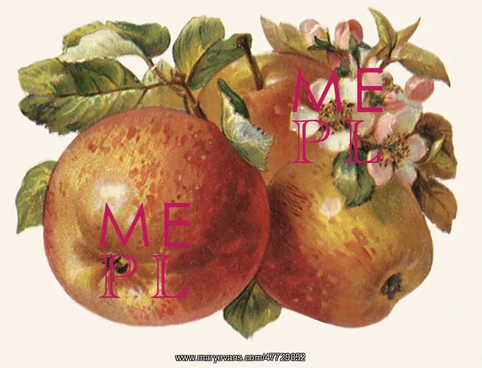 : Apples and Blossoms