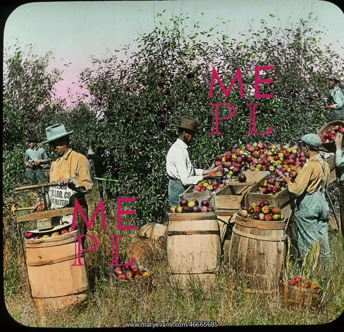 : Apples - Industry - Fruit - Orchard - USA : Apples - Industry - Fruit - Orchard - USA