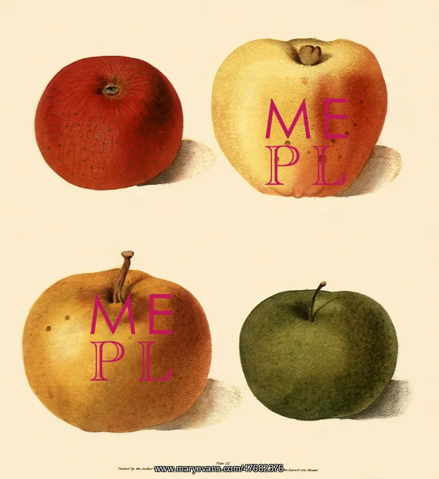  : Apples, Malus domestica