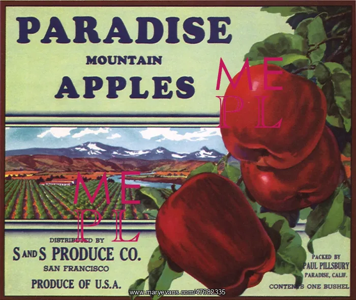  : Apples and Orchard