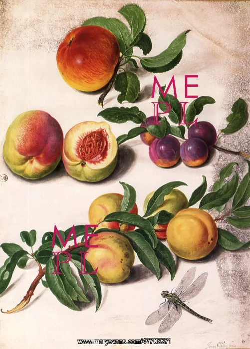  : Apples, Peaches, Plums