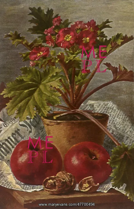  : Apples and Potted Plant