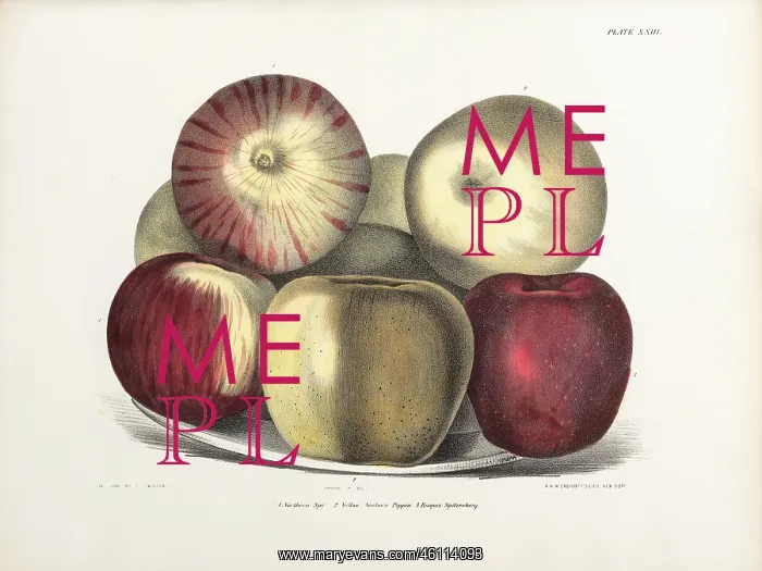 : Apples, three varieties : Apples, three varieties