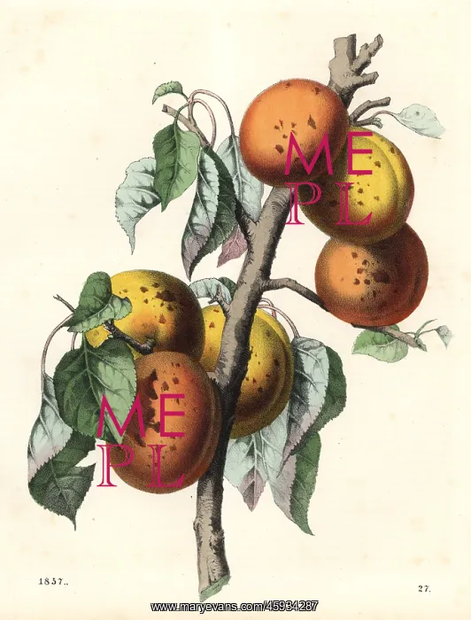 : Apricot, Malus armeniaca : Apricot, Malus armeniaca