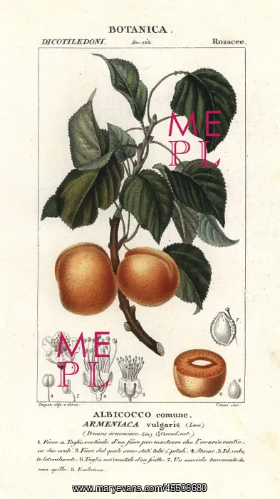  : Apricot, Prunus armeniaca