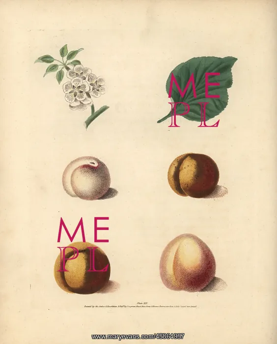 : Apricot varieties, Prunus armeniaca : Apricot varieties, Prunus armeniaca