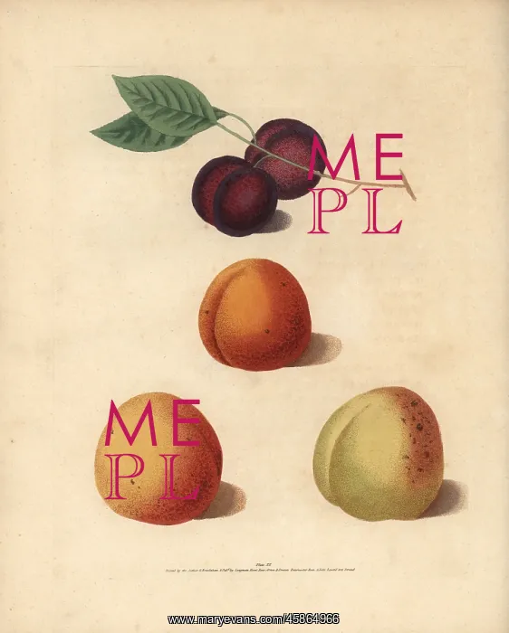 : Apricot varieties, Prunus armeniaca : Apricot varieties, Prunus armeniaca