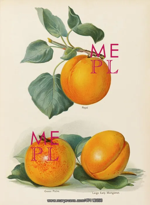  : APRICOTS. Royal Grosse Peche Large Early Montgamet