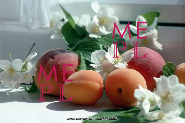  : Apricots and Peaches with mock orange blossom
